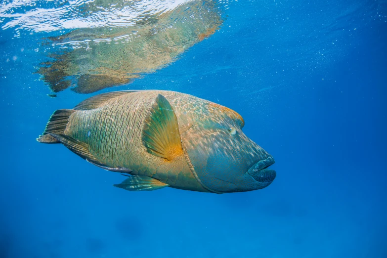 a fish swimming on the water's surface, and it's bubbles are seen above