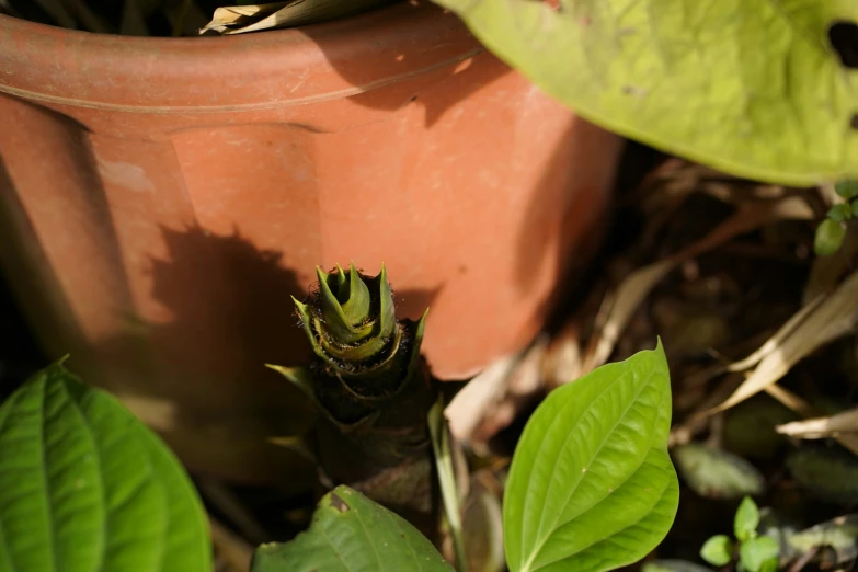 a potted plant with green leaves sitting in dirt