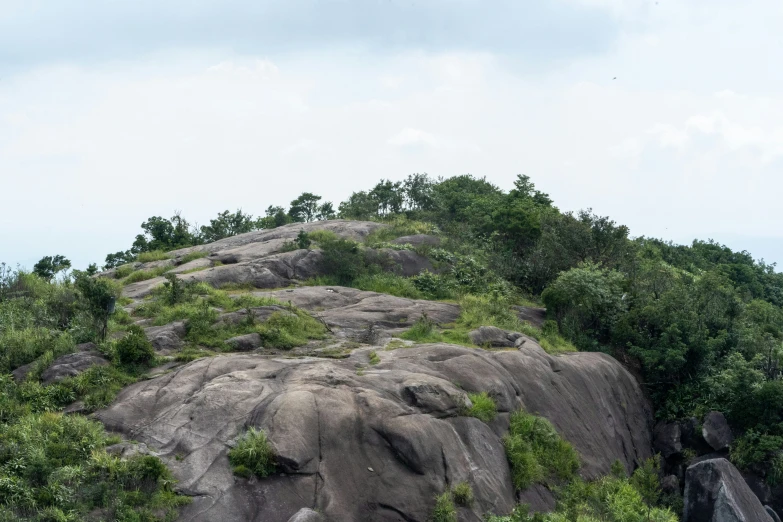 the large rocks and trees have green plants on them