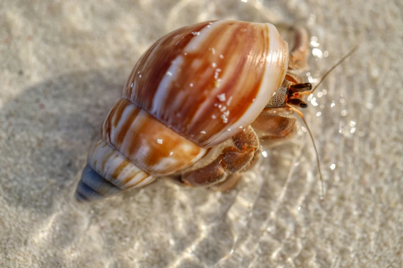 a shell laying in the sand while a mouse sleeps