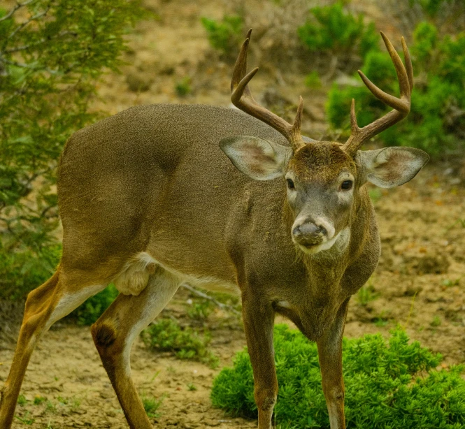 an animal standing in dirt with bushes in the background