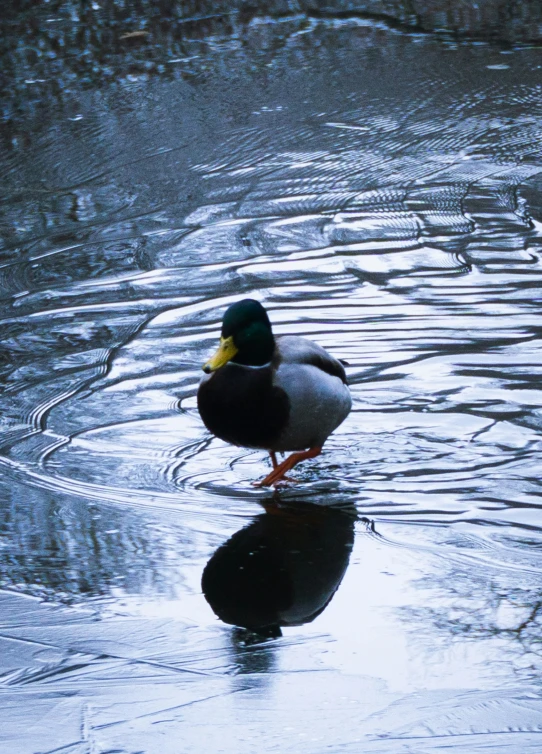 a single bird that is standing in the water