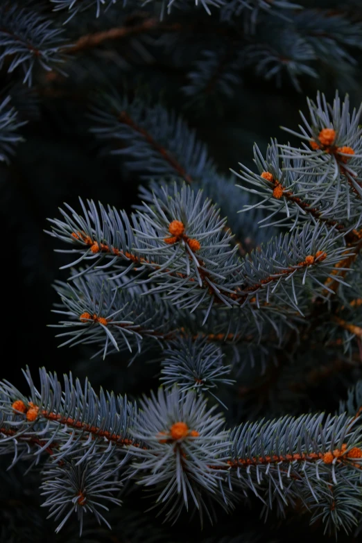 closeup of pine cones and needles on an evergreen tree