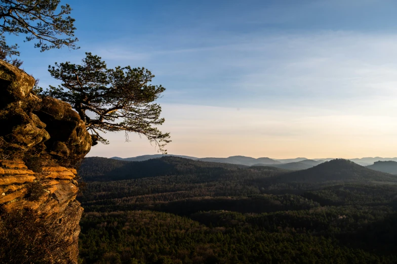 a lone tree on a rock overlooking the valley