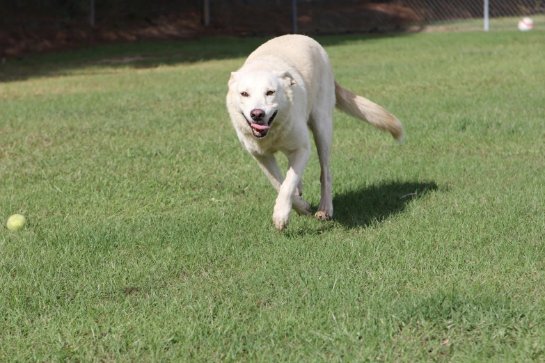 a white dog running through the grass near a ball