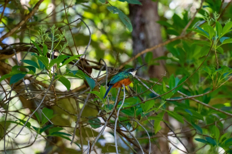 an orange and green bird sitting on a tree nch