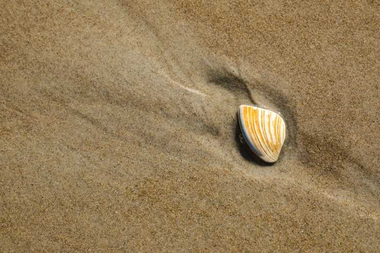 a shell is on the sand, and it seems to be in the middle of the sea