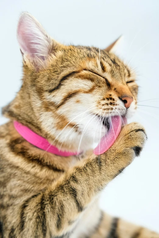 a cat getting its mouth wide open and licking its paw