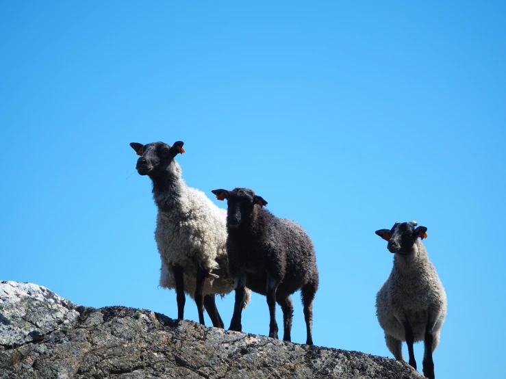 three black and white sheep standing on a cliff with no one