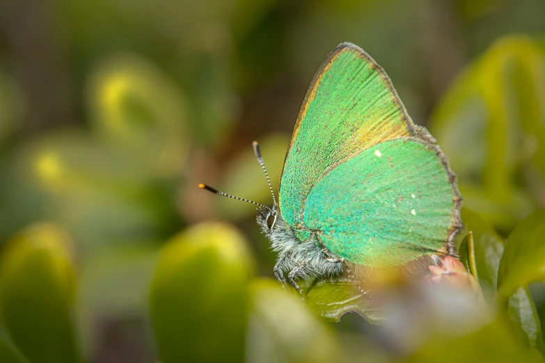 this is a colorful green erfly resting on top of green leaves