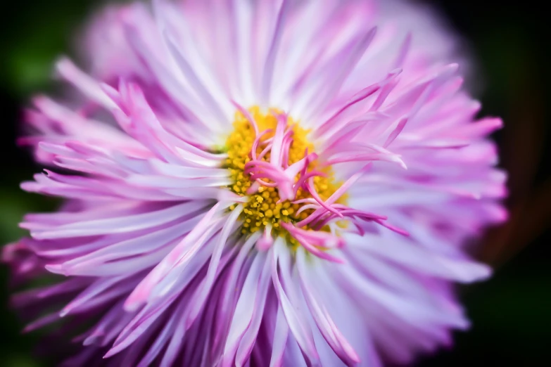 a beautiful purple and yellow flower with a green background
