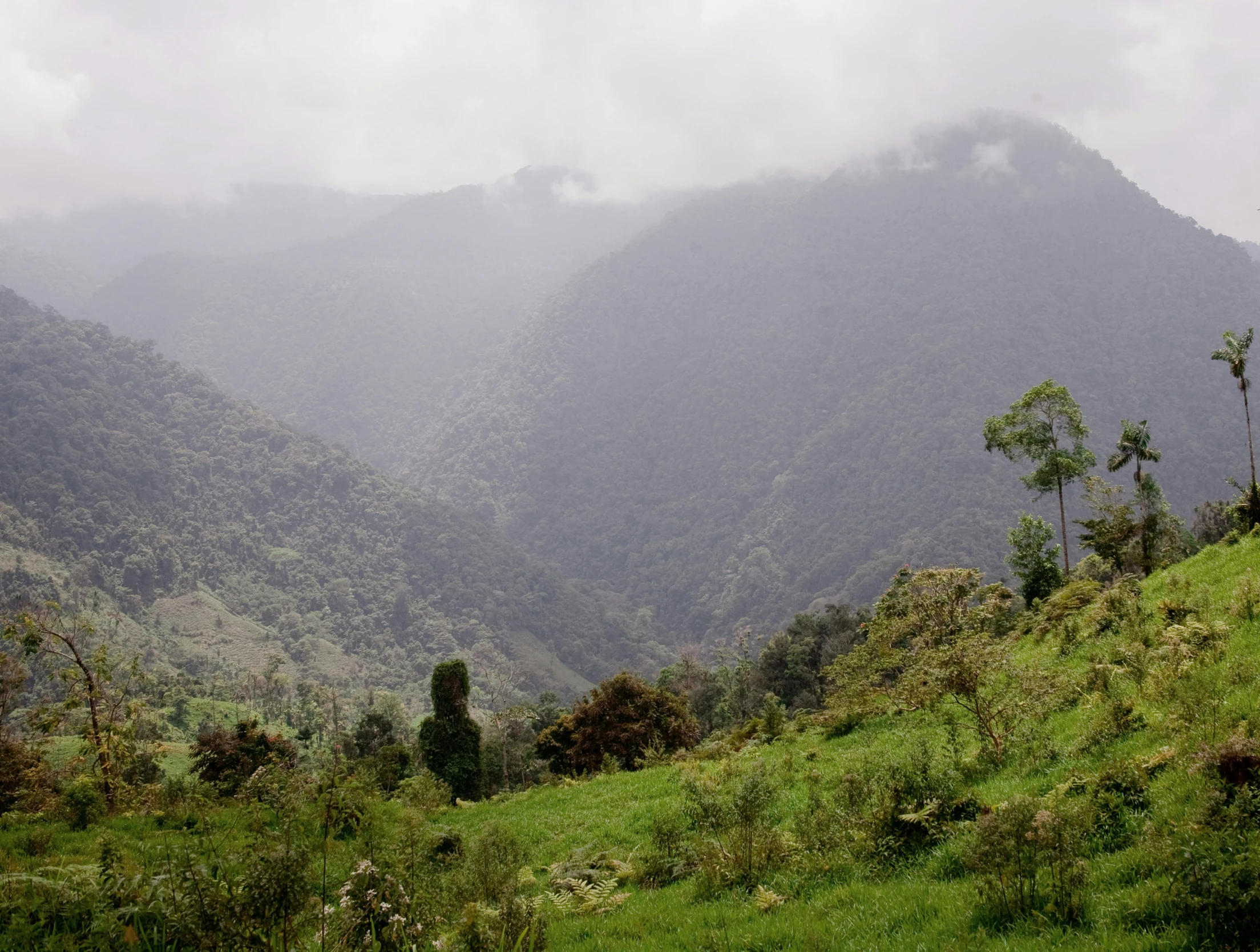 mountains with trees on a hillside covered in fog