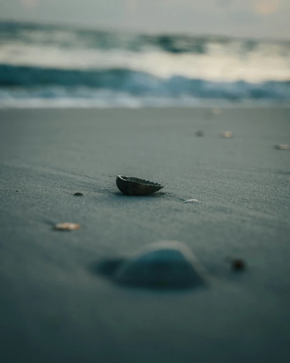 the little sea shell is sitting on a beach