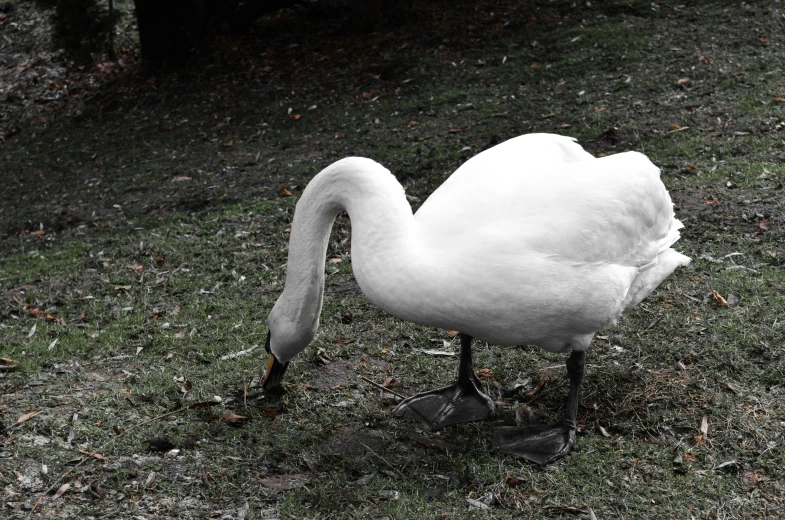 a large white swan standing in the grass