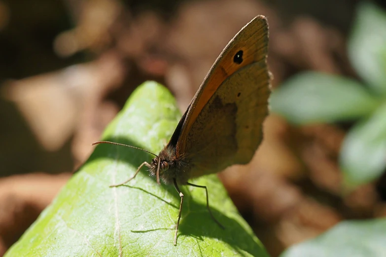 a small brown erfly sitting on top of a green leaf