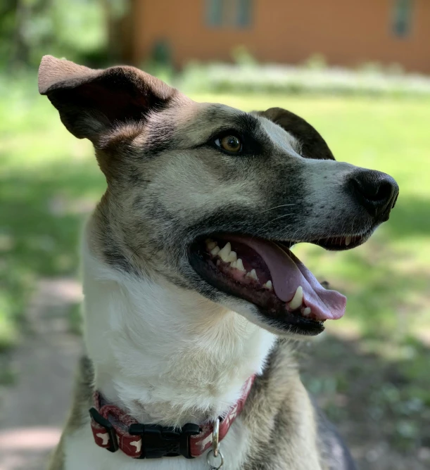 dog looking out in open area with wooden fence in background