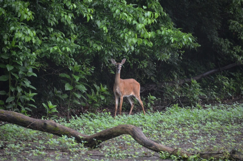 a white tailed deer in the middle of an open area