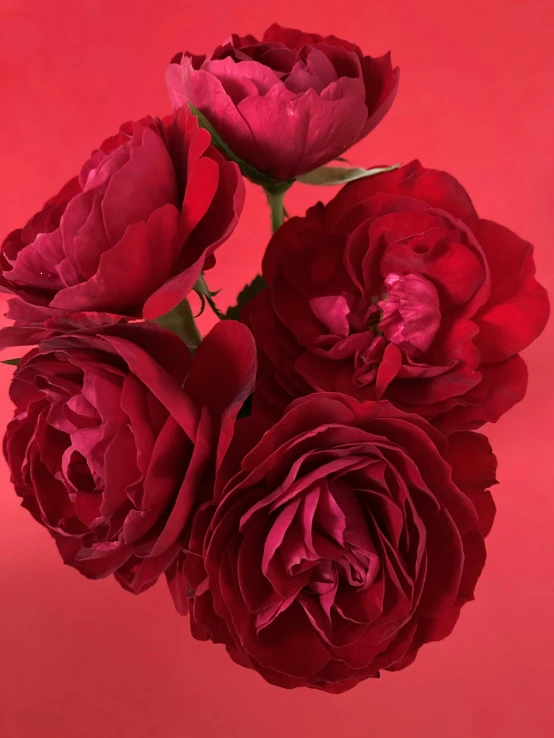 red flowers are on top of a pink background