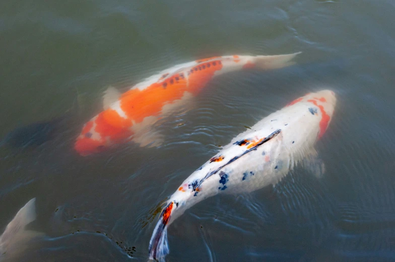 two koi fish swimming side by side in the water