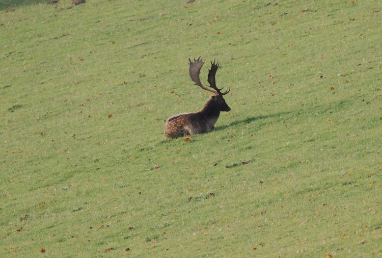 a deer with antlers standing in a field