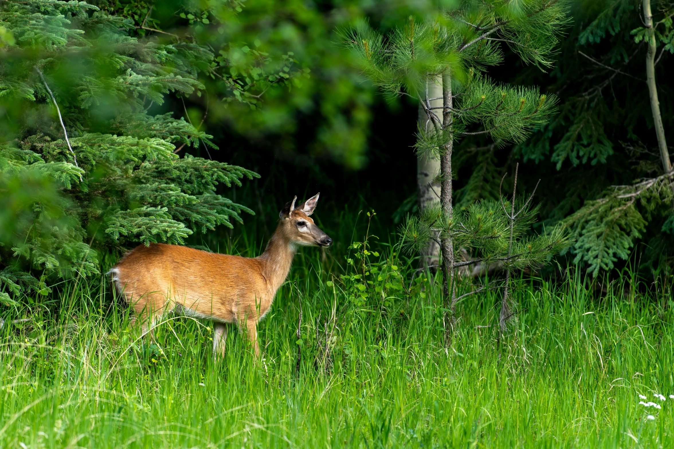 a deer is standing in tall grass and trees