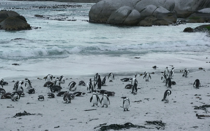 the penguins are walking along the beach and in the water