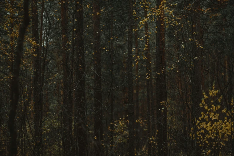 the forest has green and yellow leaves on it