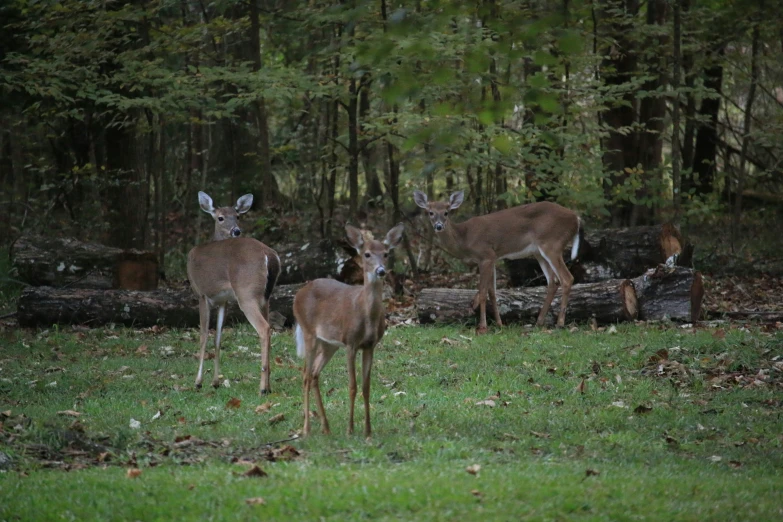 a couple of deer standing next to a forest