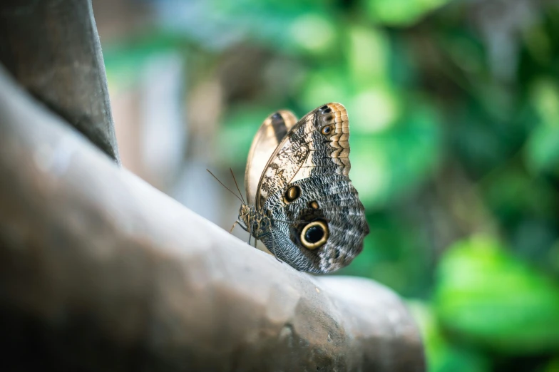 a erfly with large eyes on top of a wooden rail