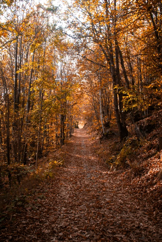 an autumn forest with leaves all over the ground and on the ground, on a narrow dirt path is a single tree line that leads to a bench