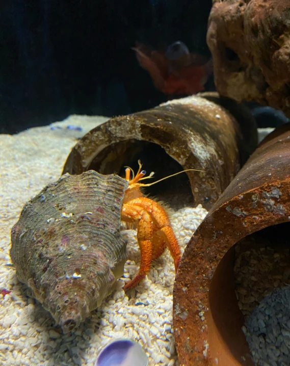 this marine life features corals, rocks and a crab