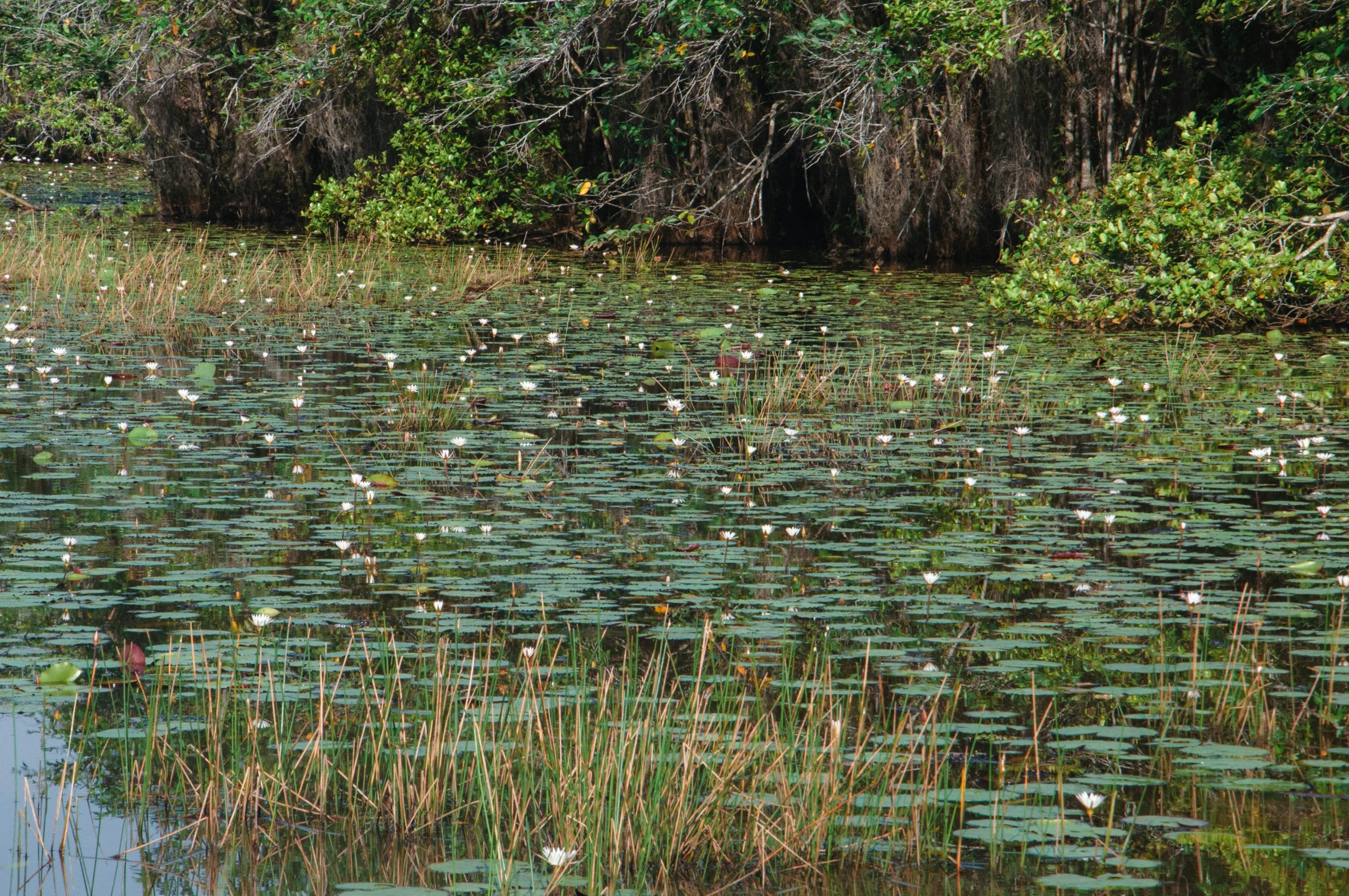 lily pads cover water and stand out among vegetation