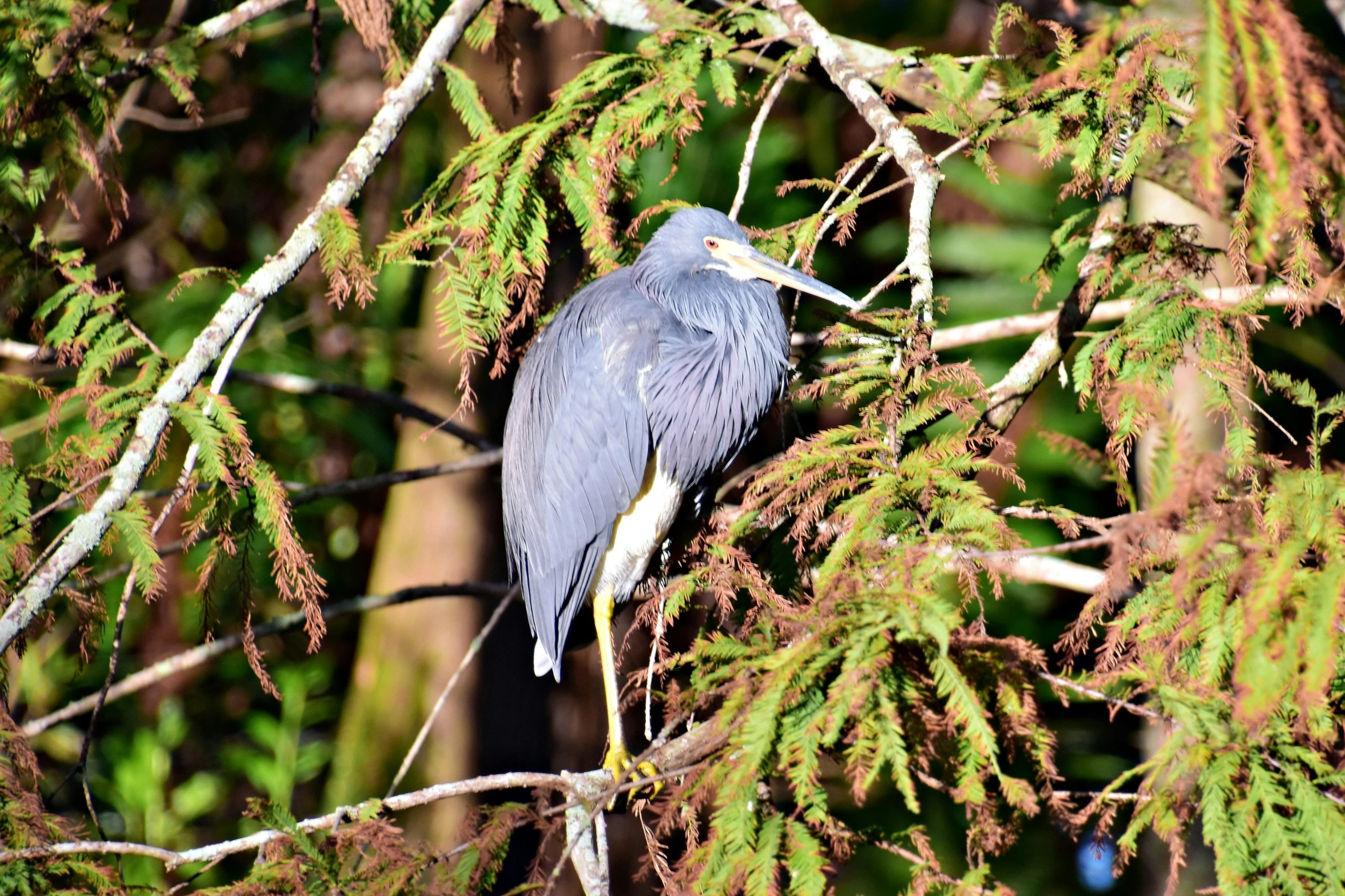 a grey bird perched on top of a tree nch