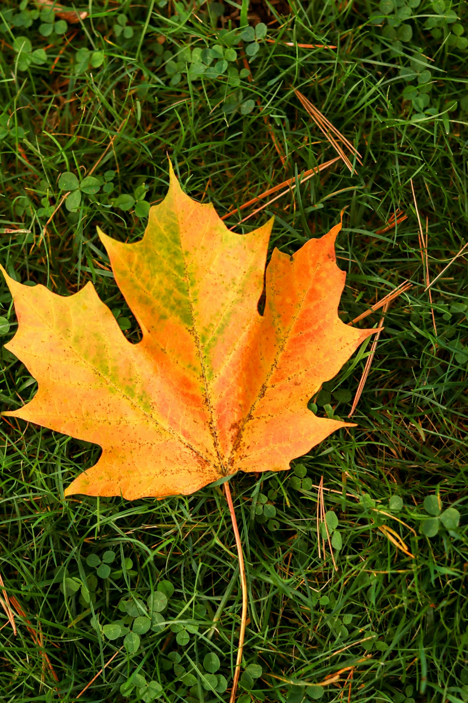 a single yellow maple leaf laying on some grass