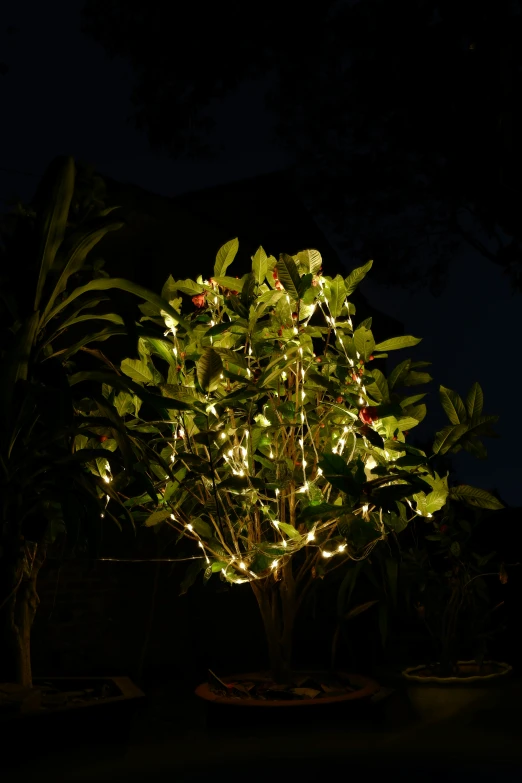 tree with leaves in lighted pot at night