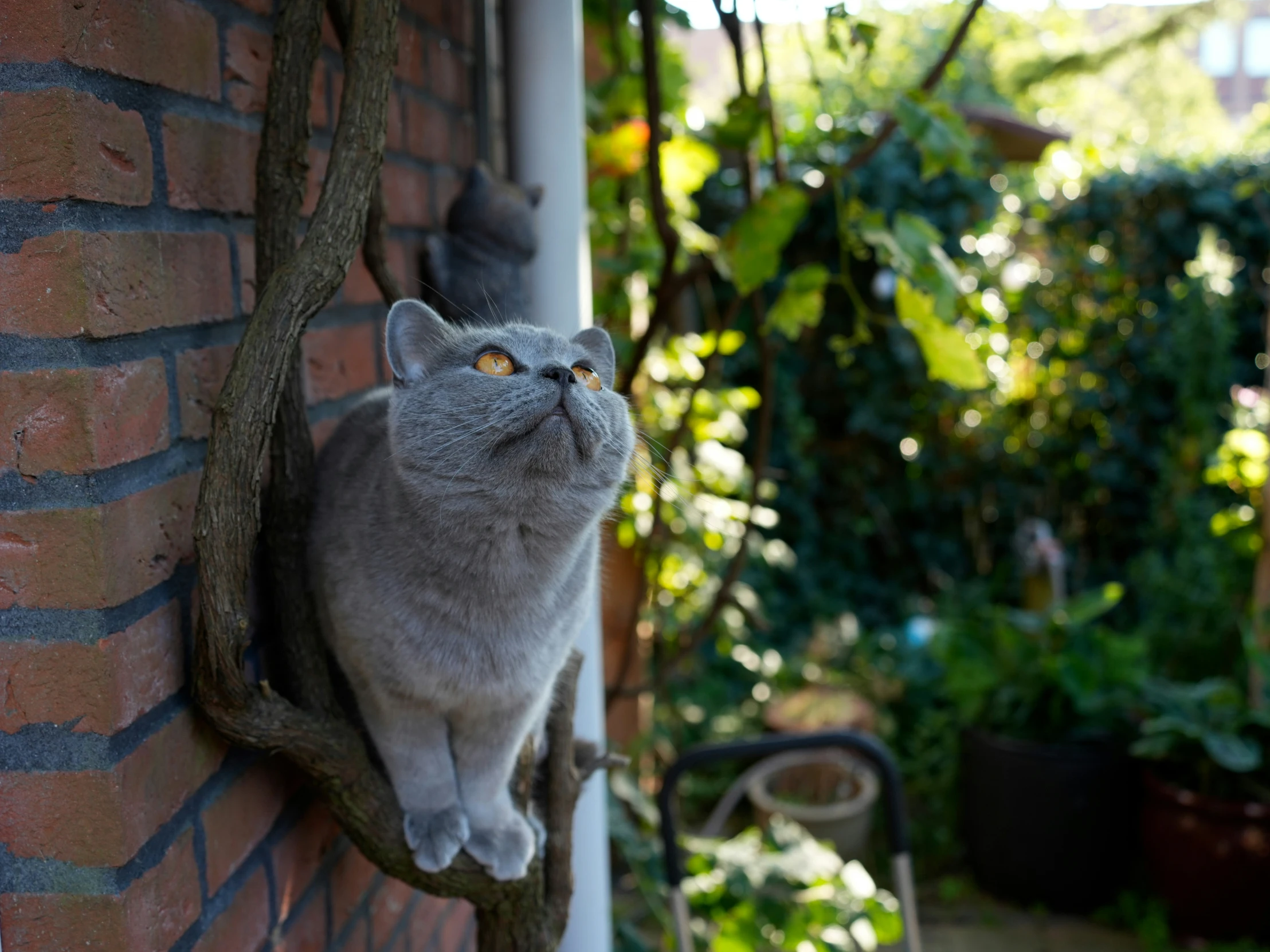 the cat is sitting on the wall looking up