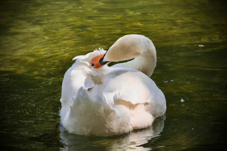 a swan is sitting on the water's surface