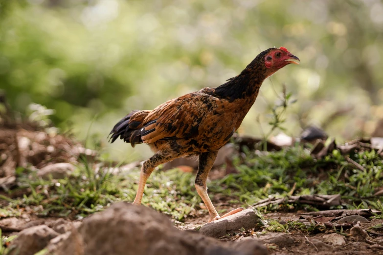 a large brown chicken walking in the grass