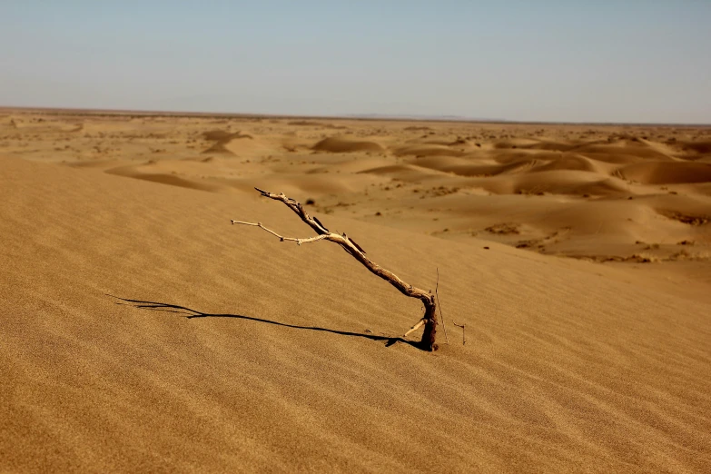 a tree limb in the sand that is almost barren