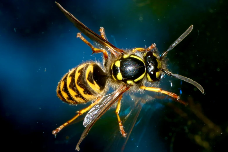 a very big pretty yellow and black fly with eyes