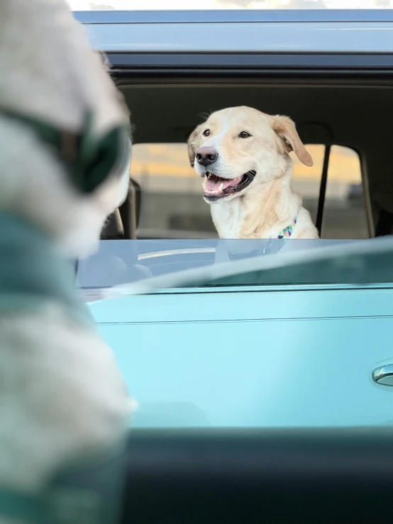 the yellow dog is in the car looking out the window