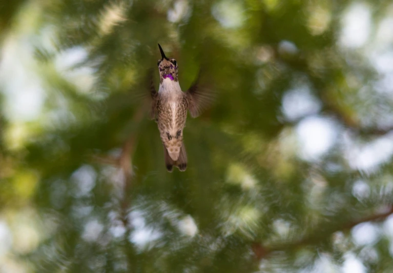 a bird is flying high up into the trees