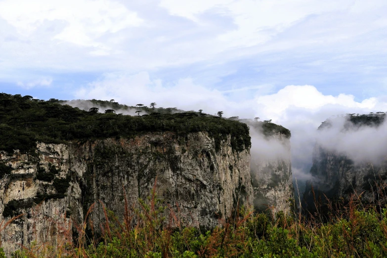 trees grow on the edge of a mountain, with a fog rolling up over them