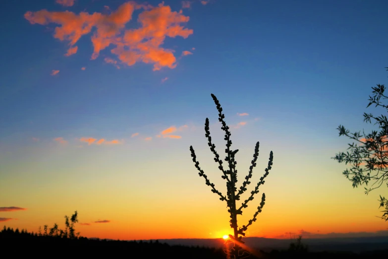 a tree is silhouetted against the sunset with clouds