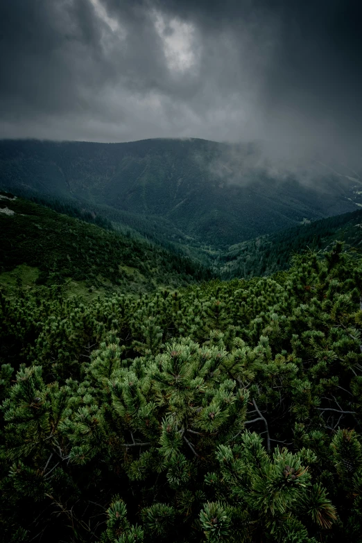 a lush green forest is featured with dark clouds