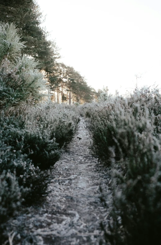 a path that has bushes and trees on both sides