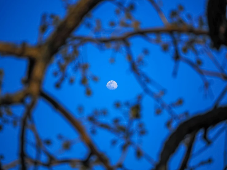 the moon in the sky as seen through the nches of a tree