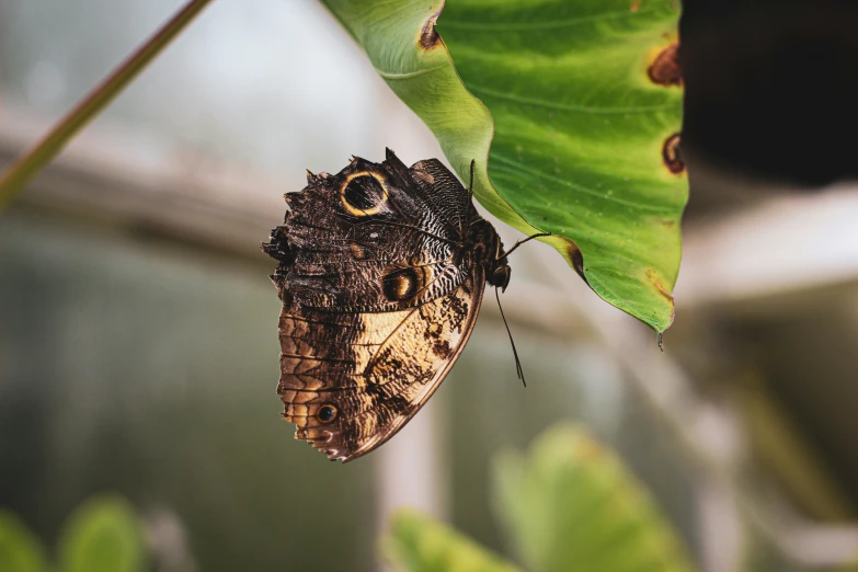 a erfly sits on a leaf hanging from a nch