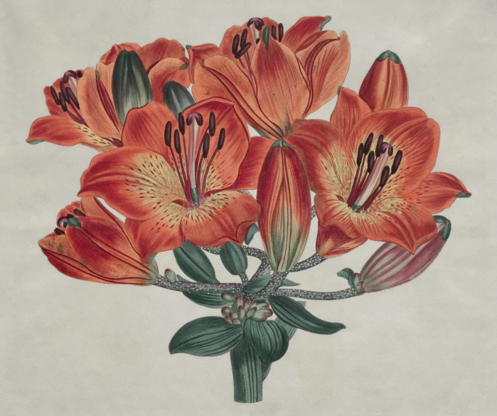 orange flowers are shown on a beige background