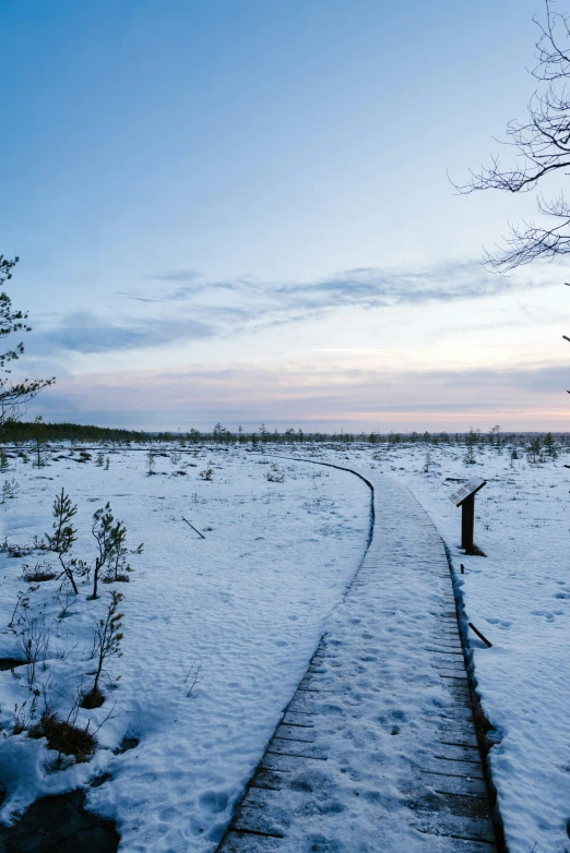 this is a pograph of snow and trees in the winter